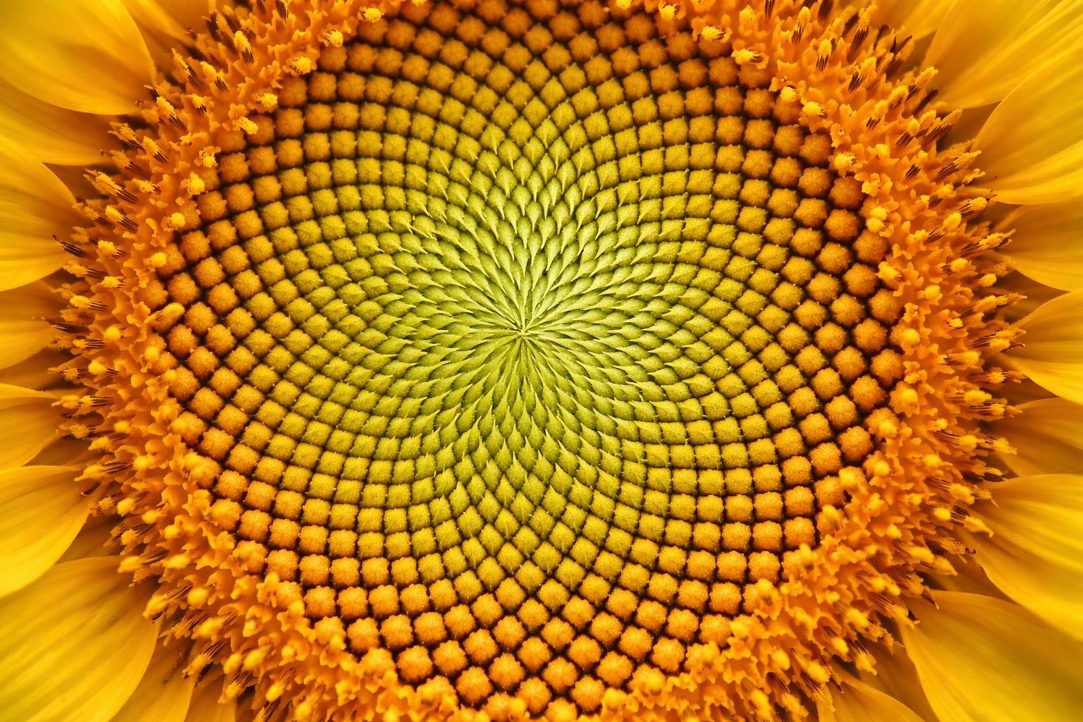 Close-up of a natural object showing repeating patterns like spirals or geometric shapes in leaves or seeds.